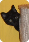 artful cat