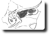 catful art